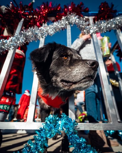 Christmas parade promotional appearance